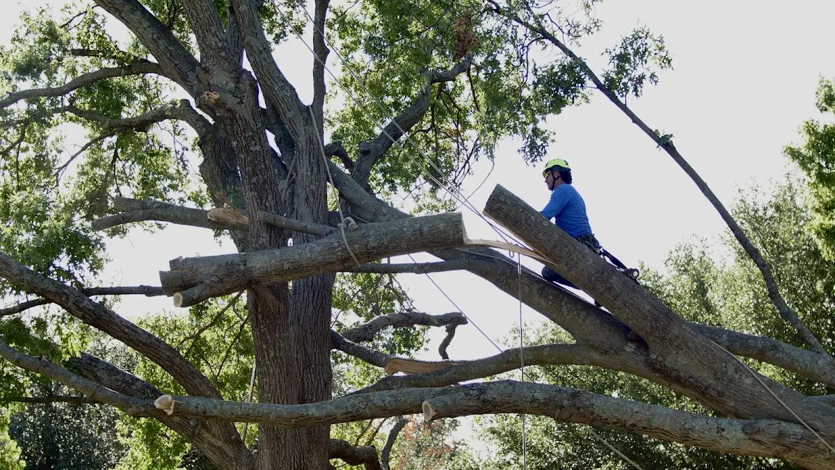 Professional Crown Thinning performed by certified arborists in Stirling