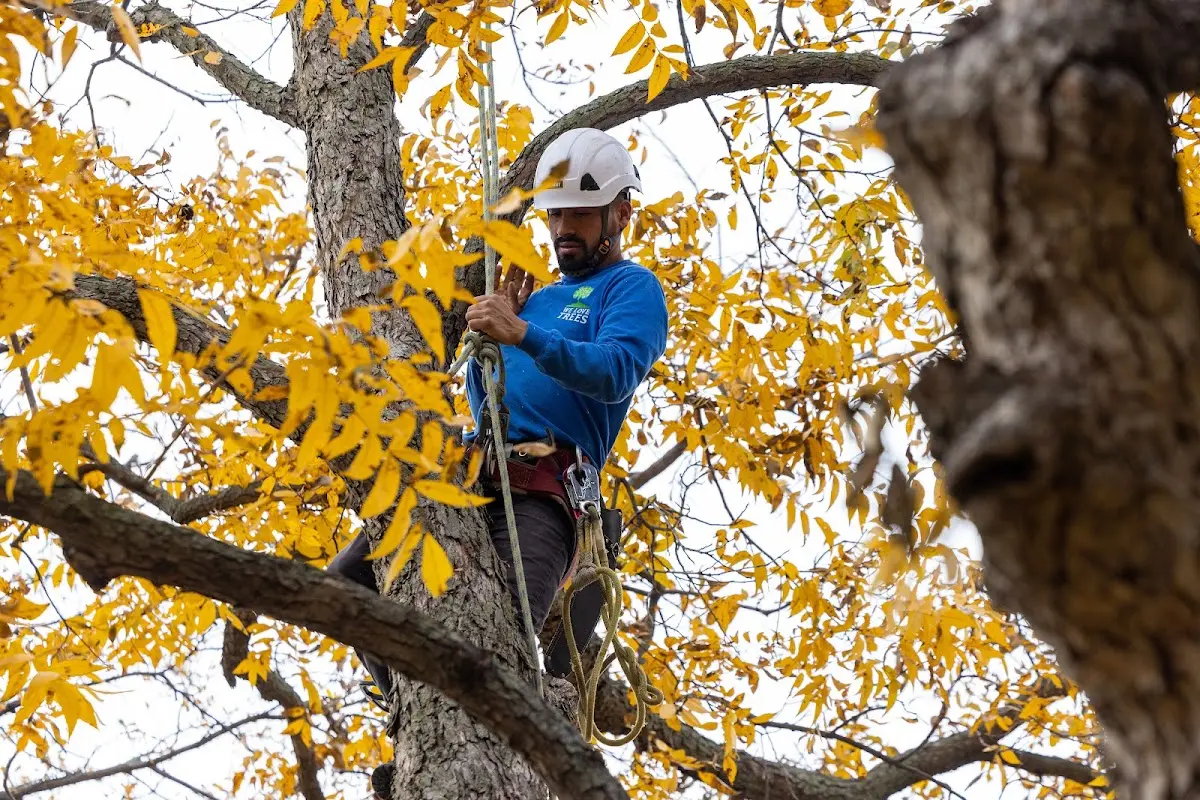 Skilled Tree Pruning crew working in Stirling